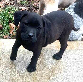 Labrador Retriever and Black Mouth Cur Dogs Available for Adoption - Peanut | PetCurious
