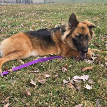 Rescue Mixed Breed Dogs for Adoption in Hendersonville, North Carolina - Gabby | PetCurious