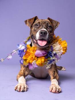 BAGEL BUSTER -  Pit Bull Terrier and Mixed Breed Dog for Adoption in Atlanta, Georgia - BAGEL BUSTER | PetCurious