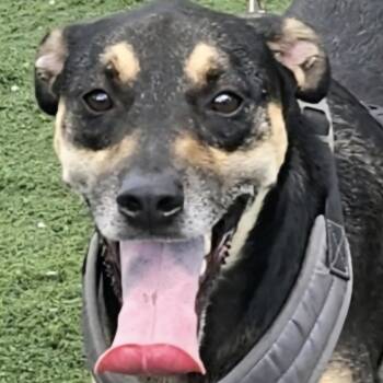 Rescue Shepherd Dogs for Adoption in New York, New York - KUNO "In NY: Foster Or Forever Home Needed!" | PetCurious