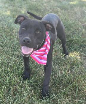 Rescue Pit Bull Terrier Dogs for Adoption in Wapakoneta, Ohio - Espresso | PetCurious