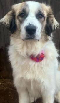 Great Pyrenees Dogs Available for Adoption - Gemma | PetCurious