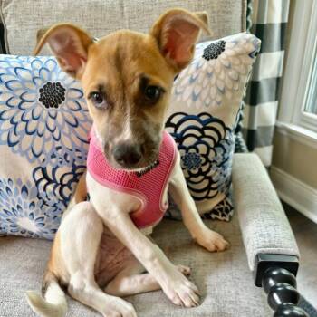 Bailey -  Mixed Breed Dog for Adoption in Olathe, Kansas - Bailey | PetCurious