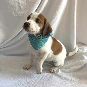 Lilac -  Mixed Breed Dog for Adoption in Canal Winchester, Ohio - Lilac | PetCurious