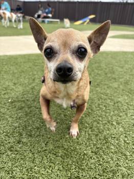 Chihuahua Dogs Available for Adoption in Mt. Juliet, Tennessee - Ethel Mae | PetCurious