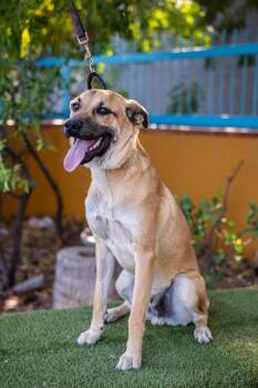 Pit Bull Terrier Dogs Available for Adoption - Pancho | PetCurious