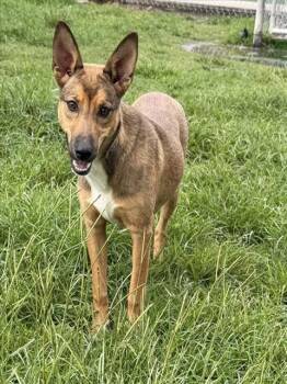 Labrador Retriever and Mixed Breed Dogs Available for Adoption in Conroe, Texas - GINGER | PetCurious