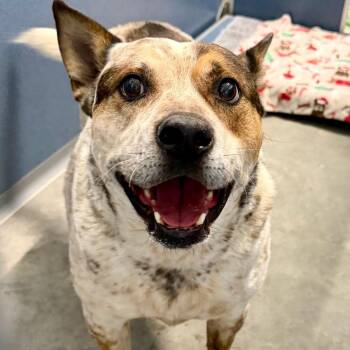 Luke- Missouri MY26-20 -  Cattle Dog and Mixed Breed Dog for Adoption in Peyton, Colorado - Luke- Missouri MY26-20 | PetCurious