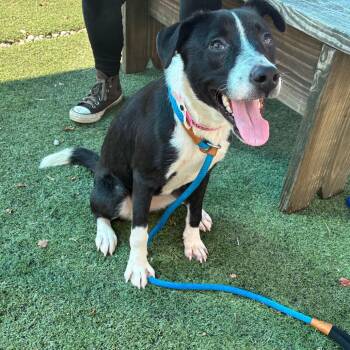 T106950 ELARA -  Mixed Breed Dog for Adoption in Port Washington, New York - T106950 ELARA | PetCurious