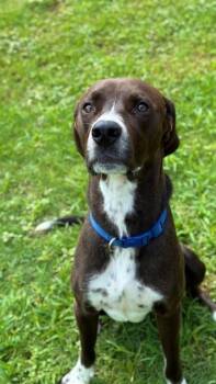 Rescue Labrador Retriever Dogs for Adoption in Sugar Land, Texas - OZZIE | PetCurious