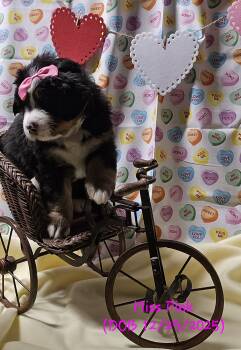 Bernese Mountain Dog Dogs Available for Sale - Miss Pink | PetCurious