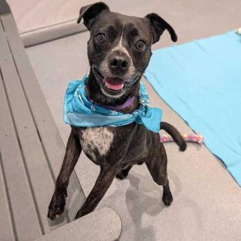Prince -  Mixed Breed Dog for Adoption in Canal Winchester, Ohio - Prince | PetCurious
