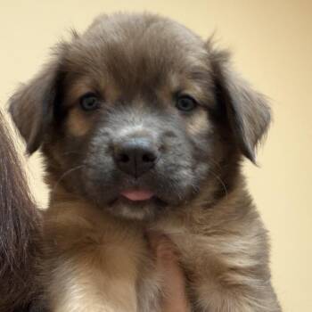 Winnie -  Shepherd Dog for Adoption in Midland, Texas - Winnie | PetCurious