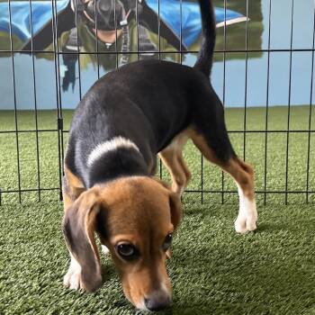 ?HH6 7262 -  Beagle Dog for Adoption in Loxahatchee Groves, Florida - ?HH6 7262 | PetCurious