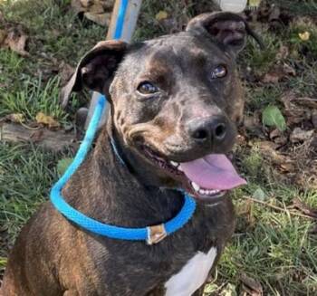 Nova -  Labrador Retriever and Mixed Breed Dog for Adoption in New Albany, Indiana - Nova | PetCurious