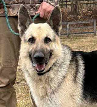 German Shepherd Dog Dogs Available for Adoption in Chesapeake City, Maryland - Cabo | PetCurious