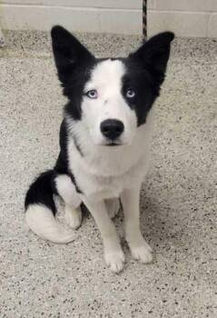 Kolo -  Border Collie and Siberian Husky Dog for Adoption in Kansas City, Missouri - Kolo | PetCurious