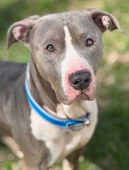 Pit Bull Terrier and Mixed Breed Dogs Available for Adoption - Jay | PetCurious