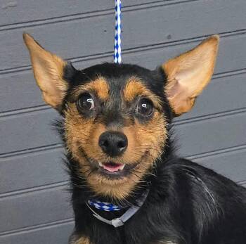 Chamomile -  Chorkie Dog for Adoption in Newport, Tennessee - Chamomile | PetCurious