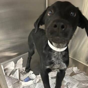 Boomer -  Mixed Breed Dog for Adoption in Knoxville, Tennessee - Boomer | PetCurious