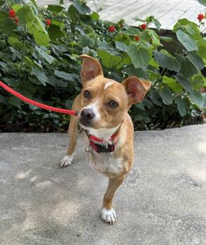 Rescue Chihuahua and Rat Terrier Dogs for Adoption in Houston, Texas - Petra | PetCurious