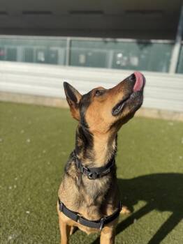 German Shepherd Dog Dogs Available for Adoption - Snorkel | PetCurious