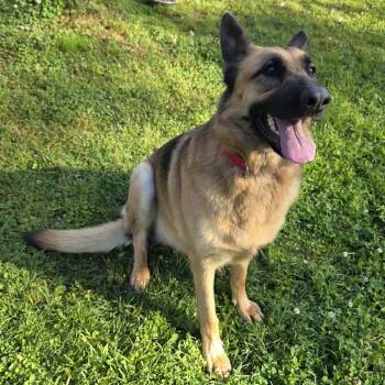 German Shepherd Dog Dogs Available for Adoption in New Ringgold, Pennsylvania - Princess (26-169) | PetCurious