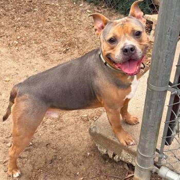 Mixed Breed Dogs Available for Adoption in Brookhaven, New York - Trix | PetCurious