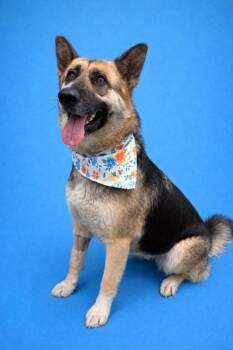 Ramona -  German Shepherd Dog and Mixed Breed Dog for Adoption in Seagoville, Texas - Ramona | PetCurious