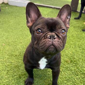 French Bulldog Dogs Available for Adoption - Honey 4471 | PetCurious