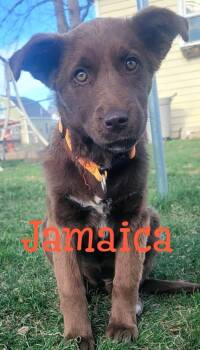 CoffeeSisters-Jamaica -  Australian Cattle Dog Blue Heeler and Border Collie Dog for Adoption in Hardin, Montana - CoffeeSisters-Jamaica | PetCurious