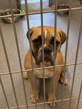 Christine -  American Bulldog and Bullmastiff Dog for Adoption in Daphne, Alabama - Christine | PetCurious