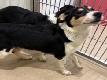 BLUE -  Border Collie Dog for Adoption in Derwood, Maryland - BLUE | PetCurious