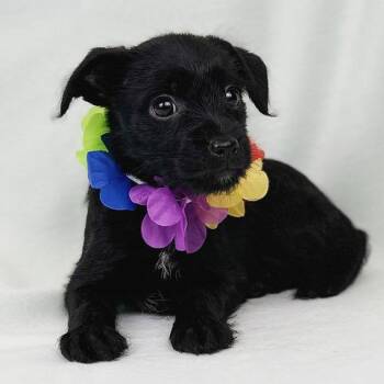 Schnauzer and Chihuahua Dogs Available for Adoption in Kerrville, Texas - Levi | PetCurious