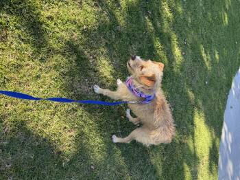Rescue Border Terrier Dogs for Adoption in Chula Vista, California - Cali | PetCurious