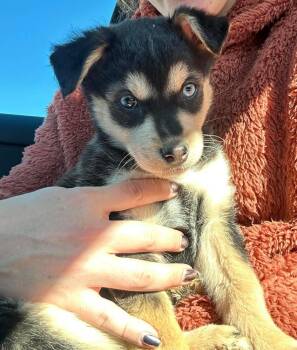 Husky and German Shepherd Dog Dogs Available for Adoption - Dusty Buns | PetCurious