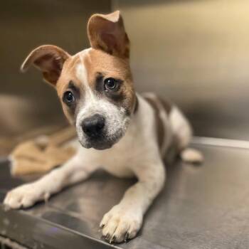 Shepherd Dogs Available for Adoption in Crystal Lake, Illinois - Tucker | PetCurious