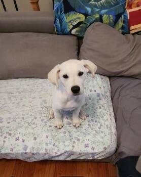 Labrador Retriever and Pug Dogs Available for Adoption in Herculaneum, Missouri - Oakley | PetCurious