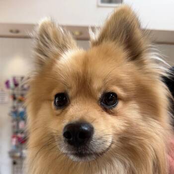 Pomeranian Dogs Available for Adoption in Goleta, California - Zion | PetCurious