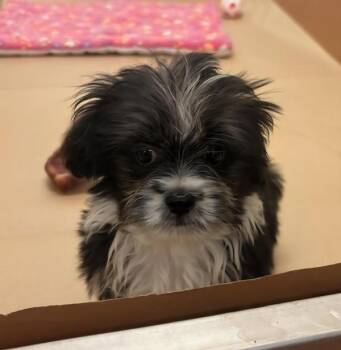 Shih Tzu Dogs Available for Adoption - Bon Bon | PetCurious