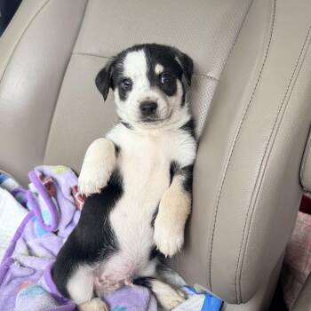 Fig -  Pembroke Welsh Corgi Dog for Adoption in Penryn, California - Fig | PetCurious