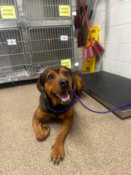 Bruno -  Black And Tan Coonhound Dog for Adoption in Fruit Heights, Utah - Bruno | PetCurious