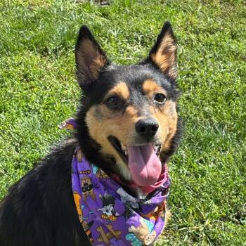 Lassen -  Mixed Breed Dog for Adoption in Medford, Oregon - Lassen | PetCurious