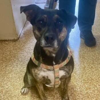 Zelda -  Black Labrador Retriever and Mixed Breed Dog for Adoption in Chehalis, Washington - Zelda | PetCurious