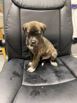 German Shepherd Dog and Mixed Breed Dogs Available for Adoption in Kemp, Texas - Franklin | PetCurious