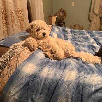 Toby -  Shih Tzu Dog for Adoption in Madison, Wisconsin - Toby | PetCurious