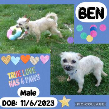 Yorkshire Terrier and Chihuahua Dogs Available for Adoption - Ben | PetCurious