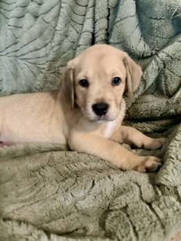 Labrador Retriever Dogs Available for Adoption in Lewisville, Indiana - Sven | PetCurious