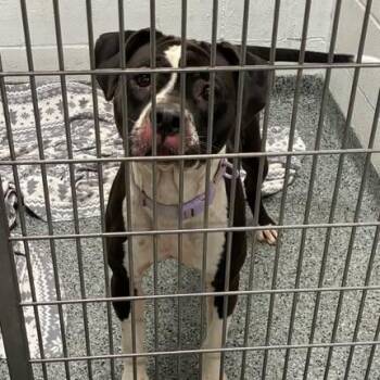 Luiginia -  Mixed Breed Dog for Adoption in Jeffersonville, Indiana - Luiginia | PetCurious