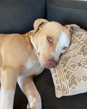 Rousey -  American Staffordshire Terrier Dog for Adoption in Albuquerque, New Mexico - Rousey | PetCurious